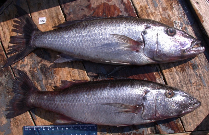 Rhamphochromis sp. 'nkhwazi'
